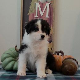 Boy 3 - Black tri-color male Australian Shepherd puppy in Anthony, Florida from Calypso Chow Chows and Australian Shepherds