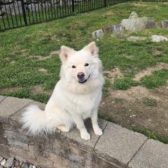 Finnish Lapphund puppies from Lighthouse Lapphunds and Leos by the Sea