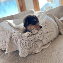 Australian Shepherd Puppies from Canyon River Aussies