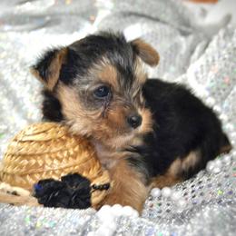 Pauley - Black and tan male Yorkshire Terrier puppy in Calhoun, Georgia from Peach State Yorkies