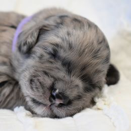 Iris - Merle Goldendoodle puppy in Ponce De Leon, Florida from A Golden Summer