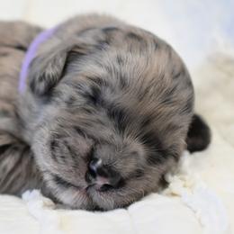 Iris - Merle Goldendoodle puppy in Ponce De Leon, Florida from A Golden Summer