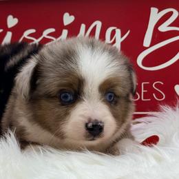 Dasher - Blue merle male Toy Australian Shepherd puppy in Blacksburg, South Carolina from Blue’s Family Aussies