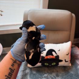 Pie bald female - Piebald female Dachshund puppy in Powell, Tennessee from Tall & Tiny TN k9s
