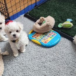 Maltese Puppies from Arizona Maltese Gems