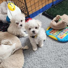 Maltese Puppies from Arizona Maltese Gems