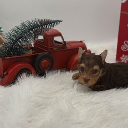 Kaz - Chocolate and tan male Yorkshire Terrier puppy in Benton, Illinois from Furry Tailz Yorkies