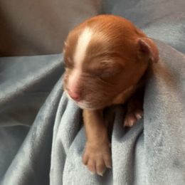 Ebeneezer - Ruby male Cavalier King Charles Spaniel puppy in Columbus Ga, Georgia from Sweet Southern Cavaliers