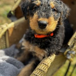 Airedale Terrier Puppies from Farm 55