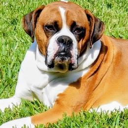 Chubbs - Boxer