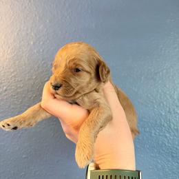 Edith-Purple - Red  female Goldendoodle puppy in Casper, Wyoming from 307 Doodles
