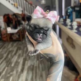 Monroe - Fawn female Pug puppy in Winter Haven, Florida from The Pugarazzi