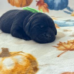 Lime collar - Black male Labrador Retriever puppy in Big River, California from Cozy Acres Farm Labradors