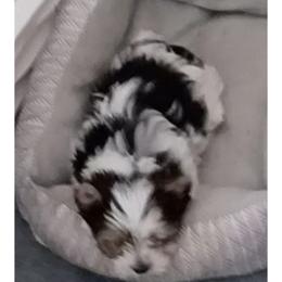 Yorkshire Terrier Puppies from Schultz Yorkies byGrace
