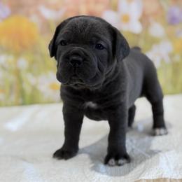 Bailey - Gray female Cane Corso puppy in Loogootee, Indiana from Walnut Creek Cane Corso