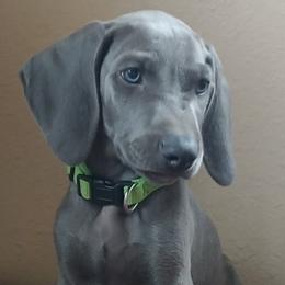 Weimaraners from Wunderbar Weims