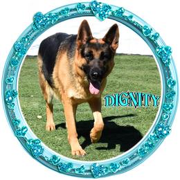 DIGNITY - German Shepherd