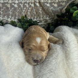 Female 1 - Buff and white female Cockapoo puppy in Mississippi from Ewing Acres