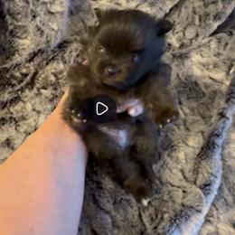 Ocean - Black parti female Pomeranian puppy in Scio, Oregon from Mac Daddy Poms