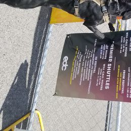 Tessa - Labrador Retriever