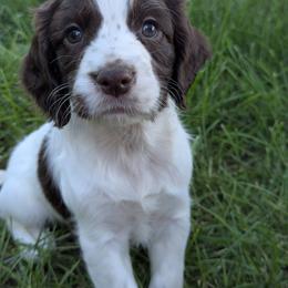 NOT A PET Working home only - Liver and white female English Cocker Spaniel puppy in Phillips, Nebraska from Fenloch Gundogs
