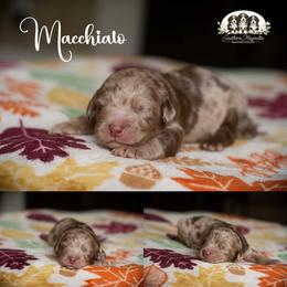 Macchiato - Merle male Bernedoodle puppy in Spartanburg, South Carolina from Southern Magnolia Bernedoodles