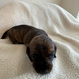 Penny - Brindle female Dachshund puppy in Jarrell, Texas from Blackfoot Dachshunds