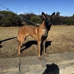 Belgian Malinois Puppies from Fromage Malinois