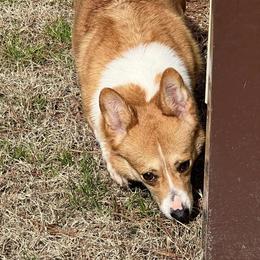 Annie - Pembroke Welsh Corgi