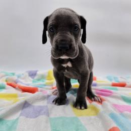 Maggie - Blue female Great Dane puppy in Kannapolis, North Carolina from Carolina Great Danes & Toy Poodles