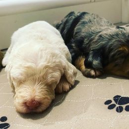 Australian Labradoodle, Bernedoodle, and Goldendoodle Puppies from Frosty & Ginger Co Home of Doodles