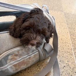 J.B. NOW RAFFLES (RAFFIE) - Black and white male Cockapoo puppy in Lillington, North Carolina from Peace, Love, and Puppies at the Creek