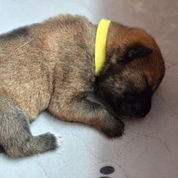 Boy 2 - Sesame male Shikoku Ken puppy in Harrisburg, Pennsylvania from Yume Shikoku Ken