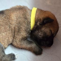 Boy 2 - Sesame male Shikoku Ken puppy in Harrisburg, Pennsylvania from Yume Shikoku Ken