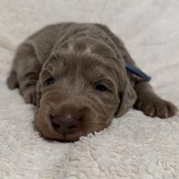 Karma - female Long Haired Weimaraner puppy in Blanchardville, Wisconsin from Northern Bluegrass Weimaraners