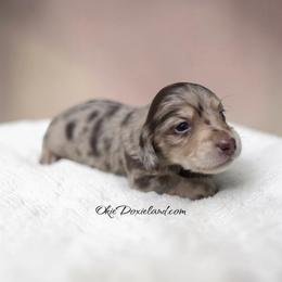 Merlin - Chocolate and cream male Dachshund puppy in Oklahoma City, Oklahoma from OkieDoxieland Dachshunds
