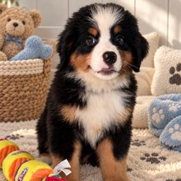 Mango - Tri-color male Bernese Mountain Dog puppy in Yuciapa, California from AlltheDoodlez_