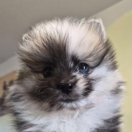 Rocky - Blue merle male Pomeranian puppy in Billings, Montana from Magic City Poms