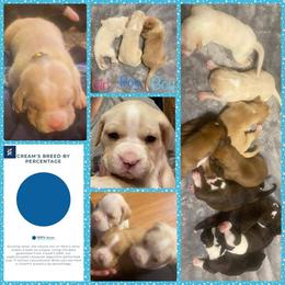 Boxer Puppies from Vincent's Pride Boxers ~ Dudley's Dream Boxers