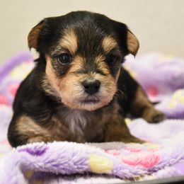 Daisy - Black and tan female Morkie puppy in Georgetown, Texas from Heart of Texas Morkies