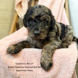 Chicken in a Biscuit - Merle male Goldendoodle puppy in Grove, Oklahoma from Guinn Family Farms