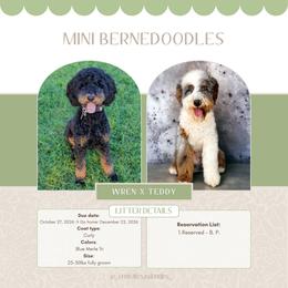 Bernedoodle puppies from Central Texas Doodles, LLC.