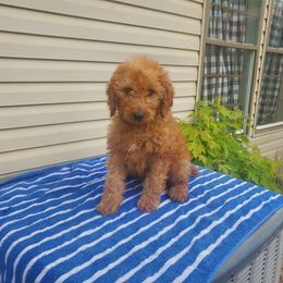 Goldendoodle and Poodle Puppies from Poodle Pups With Principal