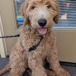 Boy 1 - Apricot male Goldendoodle puppy in Silverton, Oregon from Rambler Goldens