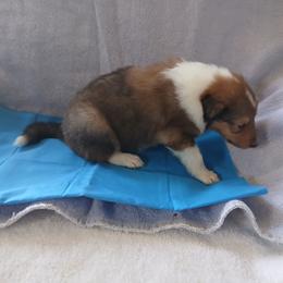 Big Boy - Sable and white male Collie puppy in St Stephens, Wyoming from Desert Kennels