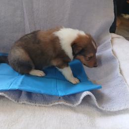 Big Boy - Sable and white male Collie puppy in St Stephens, Wyoming from Desert Kennels
