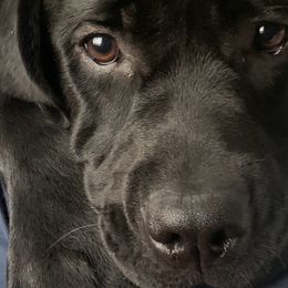 Labrador Retriever Puppies from Tripp Labradors