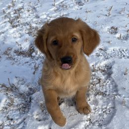 Brown - Dark golden Golden Retriever puppy in Cheyenne, Wyoming from Flying Gold Kennel