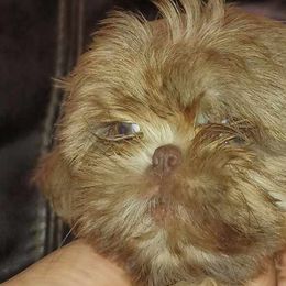 Girl 2 - Shih Tzu puppy in Birmingham, Alabama from K&D kennels