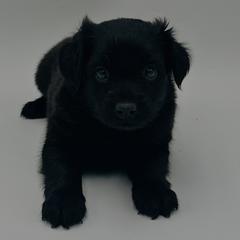 Leo - Black male Xoloitzcuintli puppy in West Jordan, Utah from Majestic Nakids